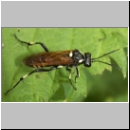 Macrophya duodecimpunctata - Blattwespe 04.jpg